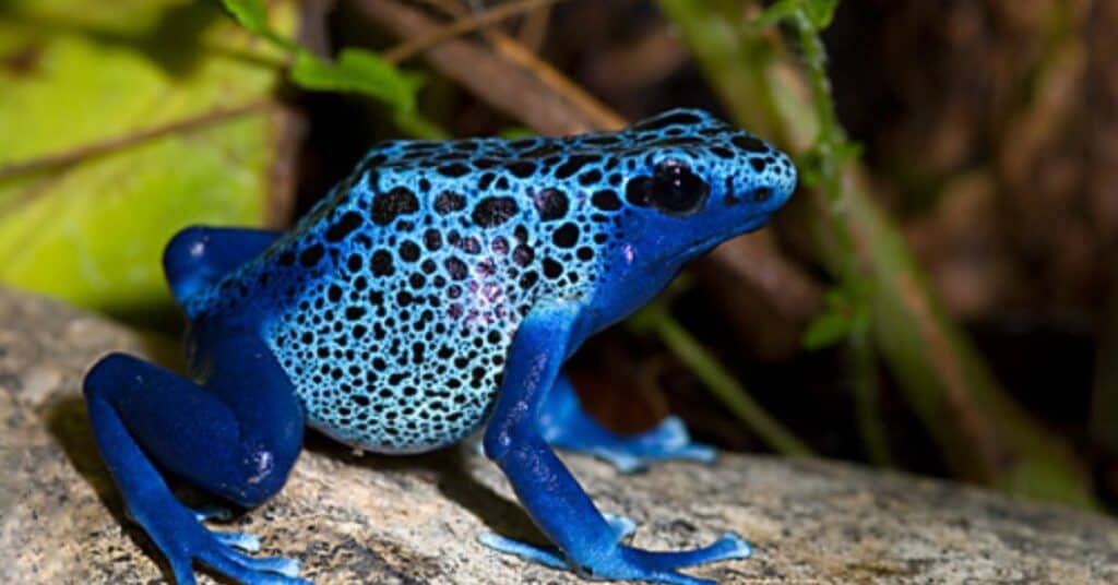 Dendrobates azureus (Azure poison dart frog)