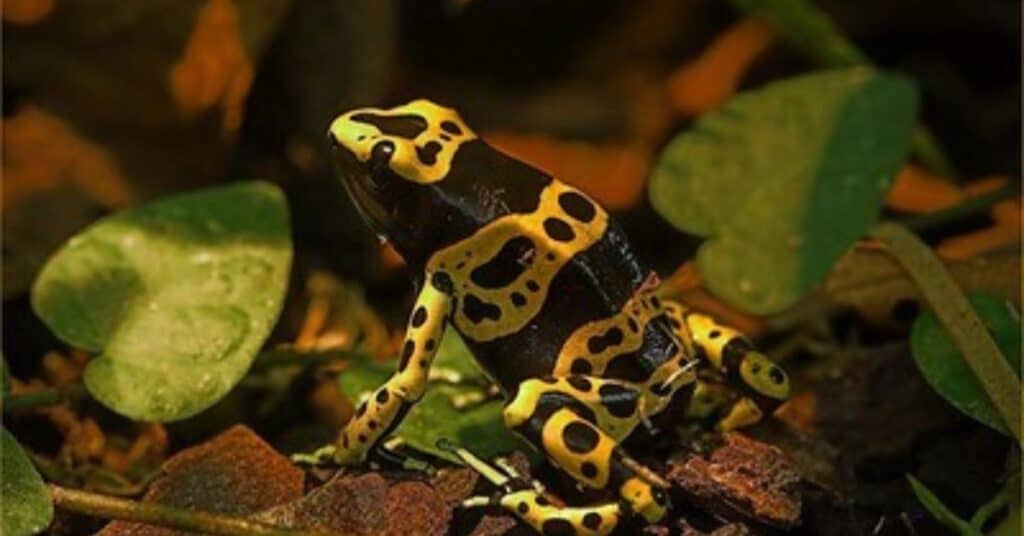 Dendrobates leucomelas (Yellow-banded poison dart frog)