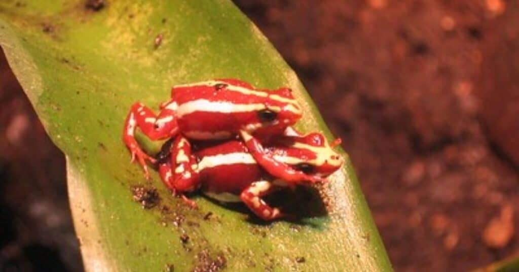 Epipedobates anthonyi (Anthony's poison dart frog)