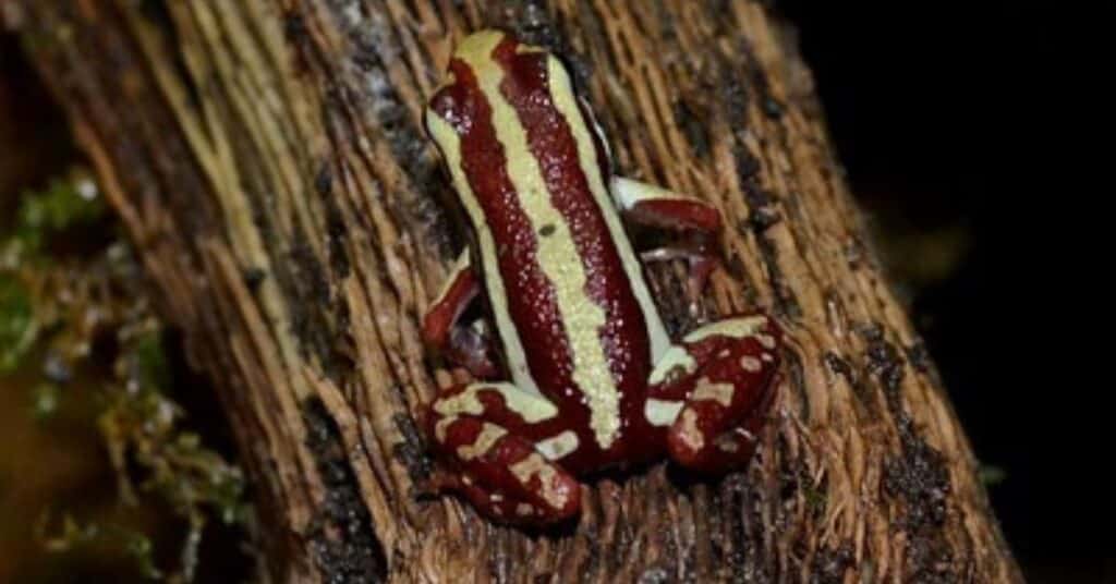 Epipedobates tricolor (Tricolor poison dart frog)