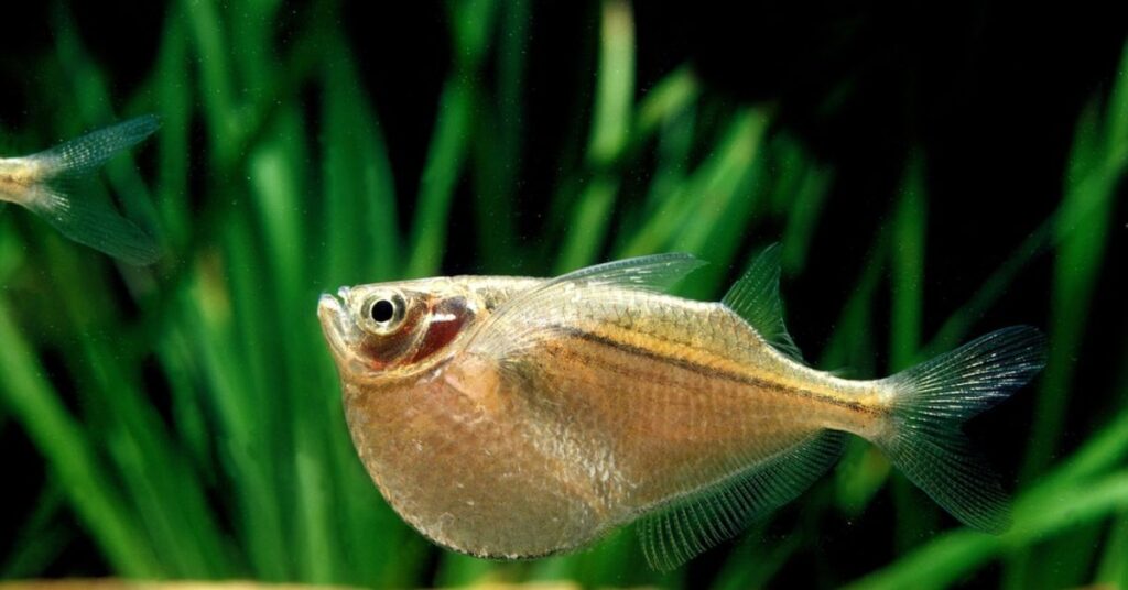 Hatchetfish a good goldfish tank mate