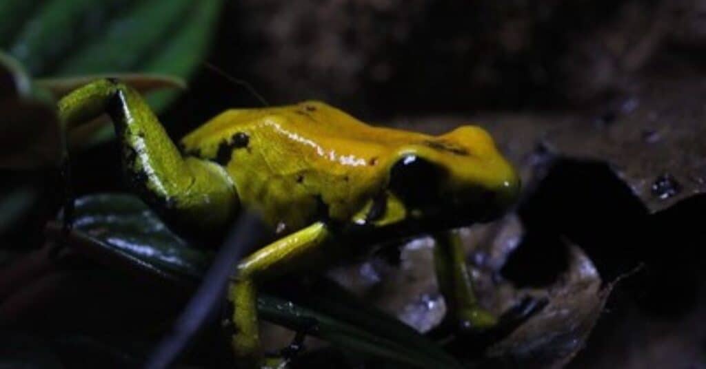 Phyllobates bicolor (Bicolor poison frog)