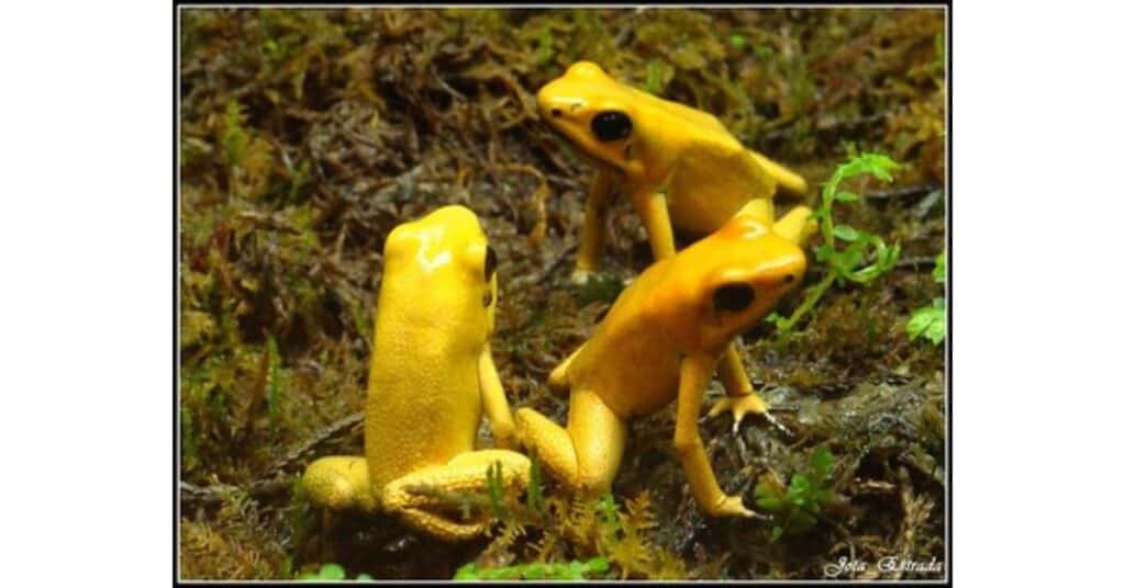 Phyllobates terribilis (Golden poison frog)