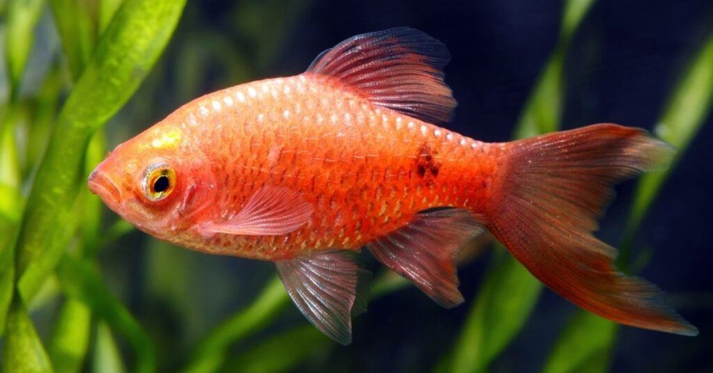 Rosy Barbs can be goldfish tank companion