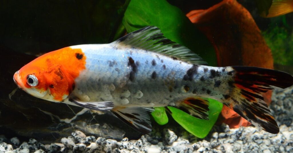 large size shubunkin goldfish