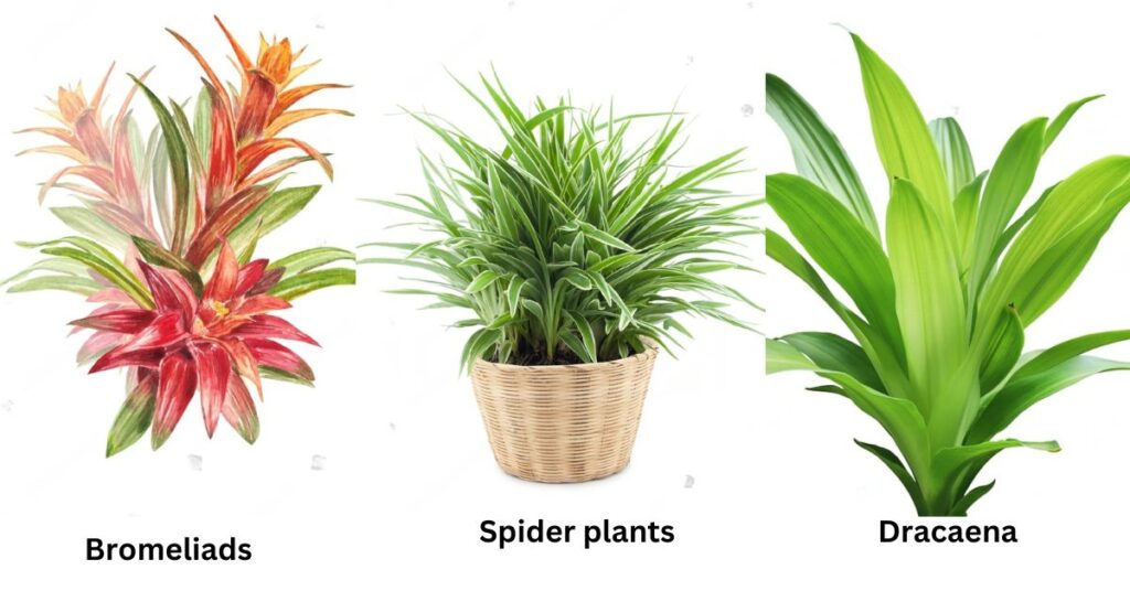 bromeliads and spider plants