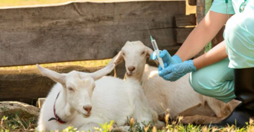 Treatment of Goat Polio 