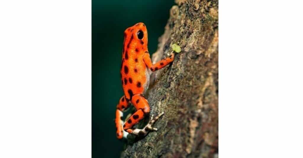 chameleon frog