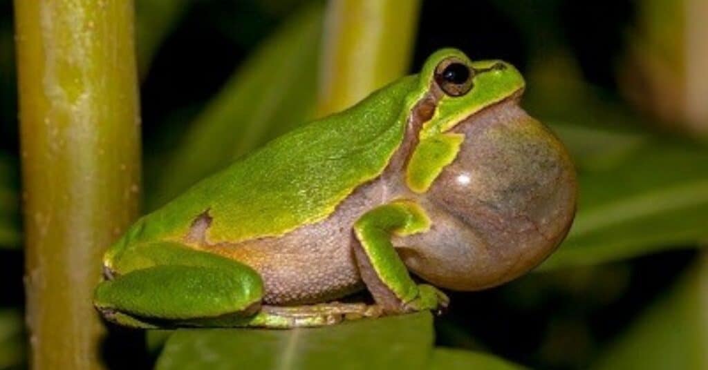 frog vocal sac