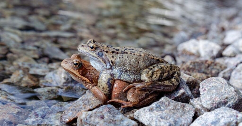 Frogs mating in amplexus position
