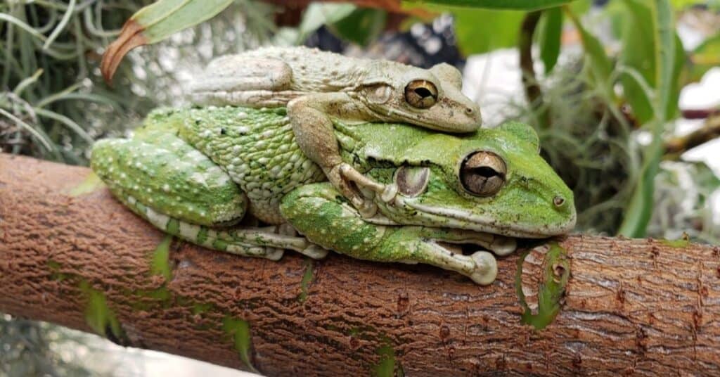 male and female tree frogs mating