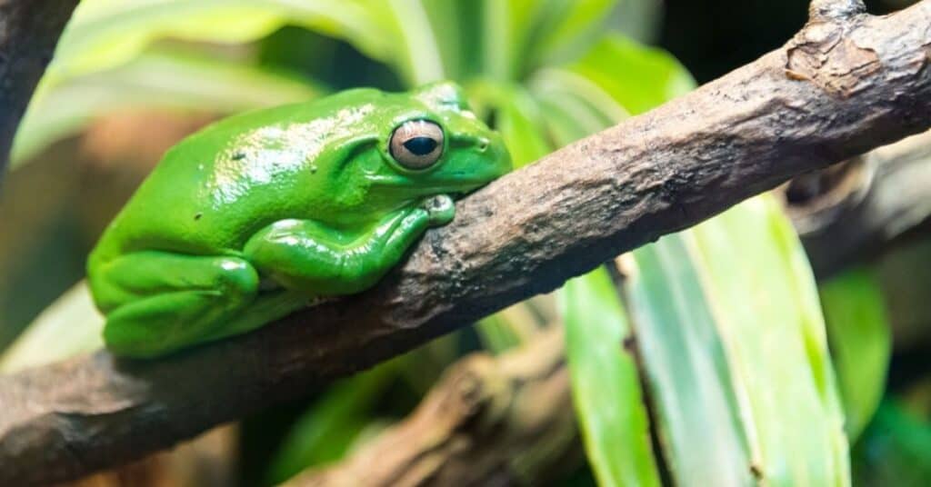 Obese tree frog