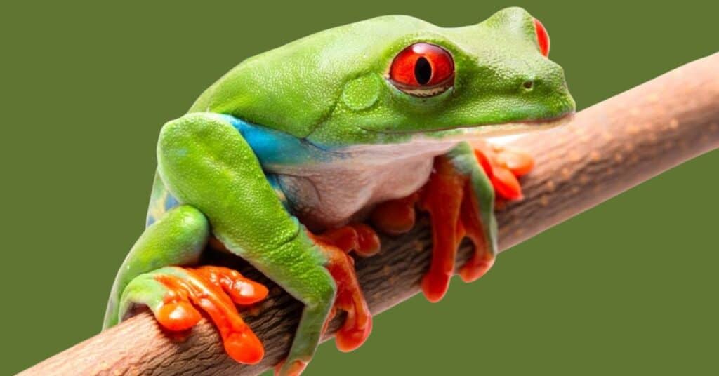 sick red eyed tree frog