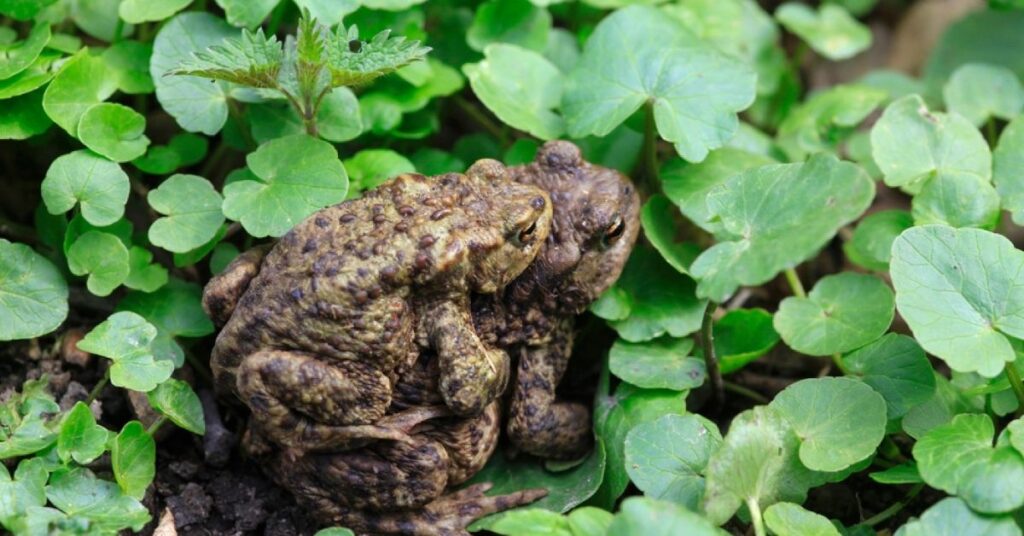 toads mating