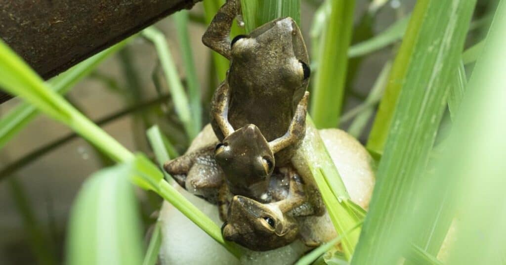 tree frogs exhibiting Amplexus during mating