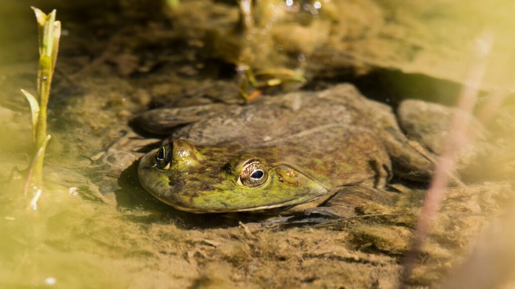 Bullfrog under water