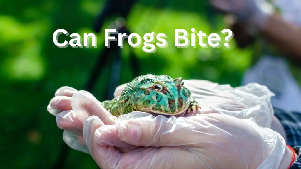 Can Frogs Bite?