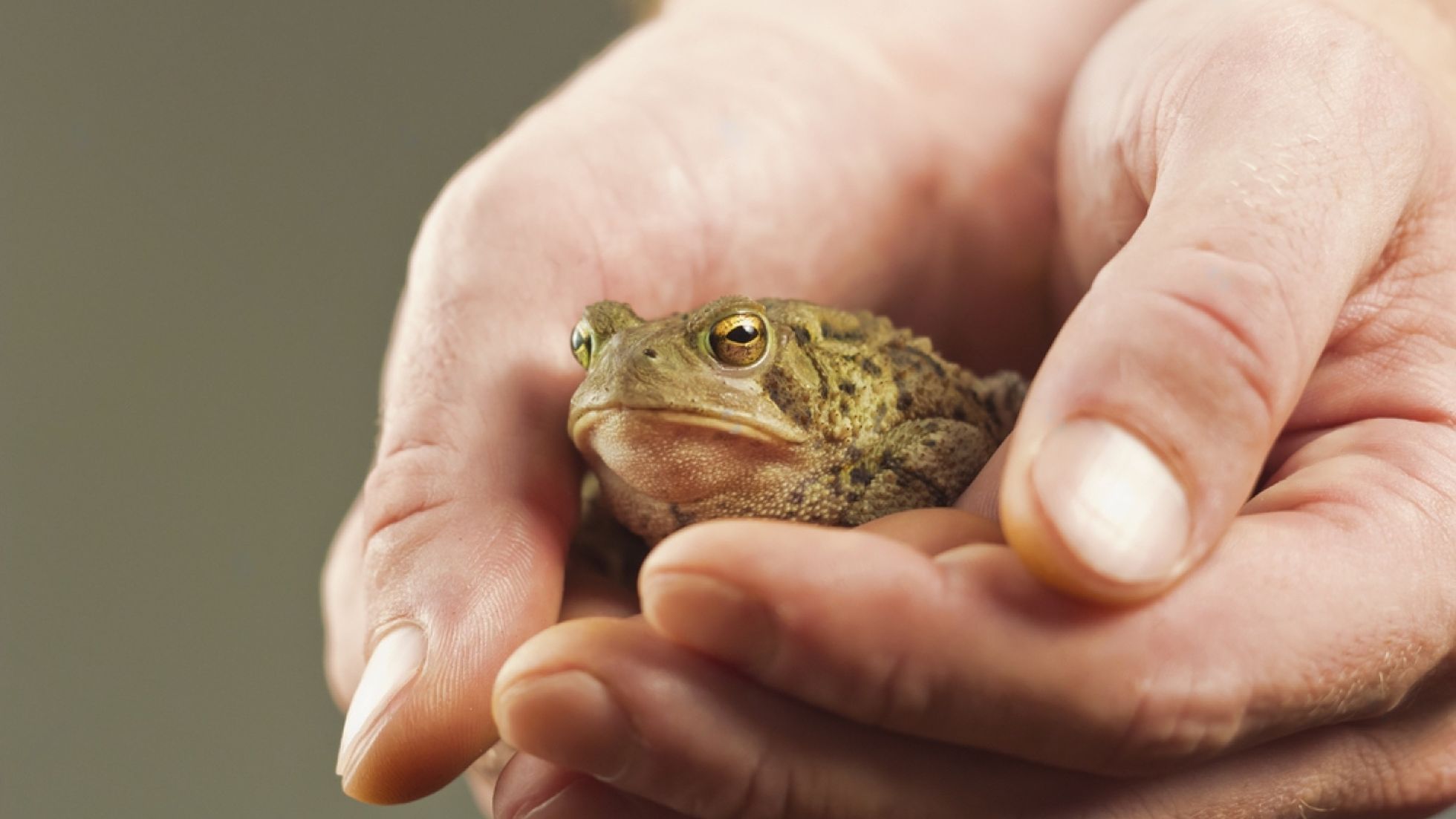 Can You Get Warts From Frogs Frog Warts Transmittable?