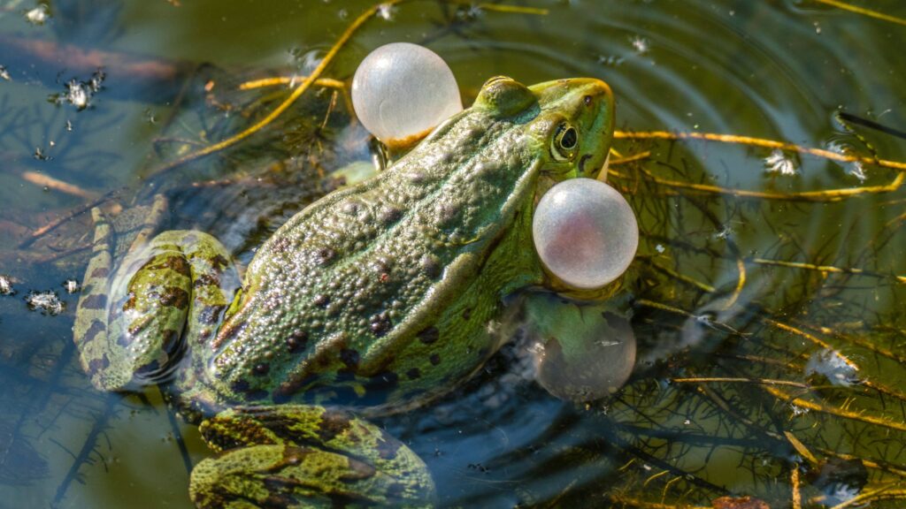Frog in pond displaying its vocal sac