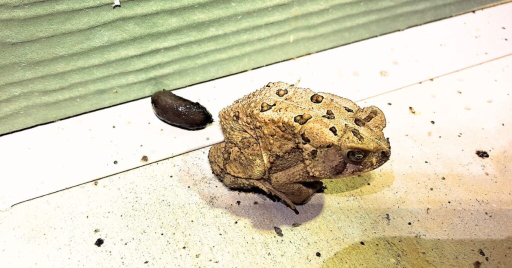 toad poop