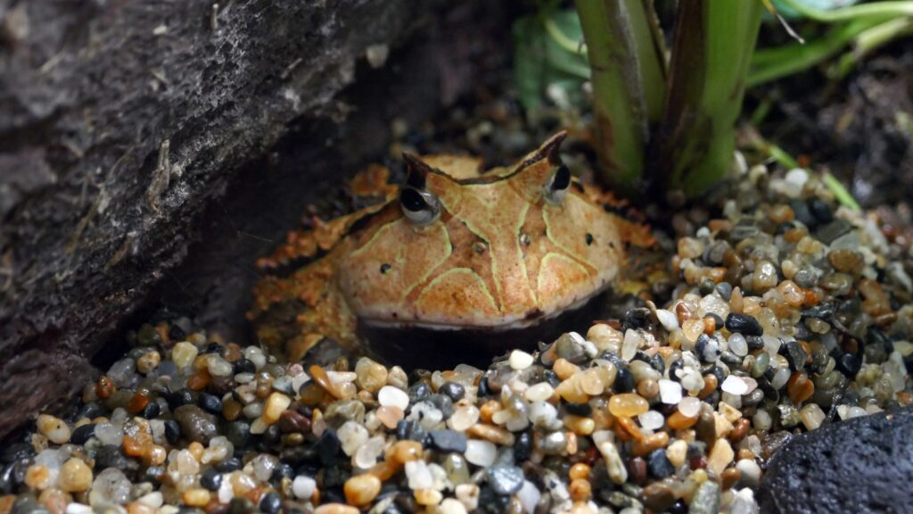 Surinam toad