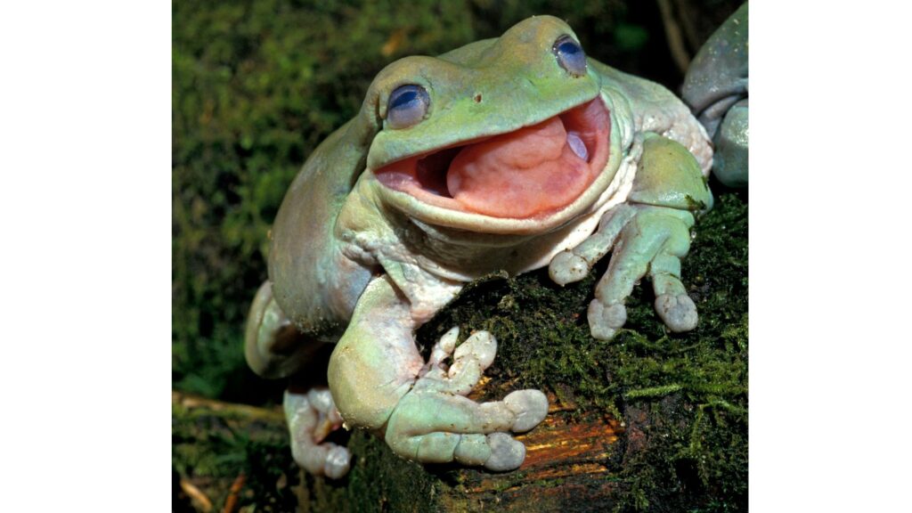 Happy frog, Frequent vocalization