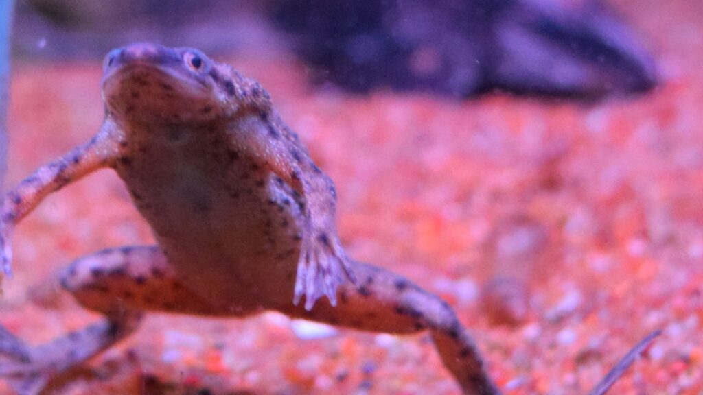 African dwarf frog in fish water tank