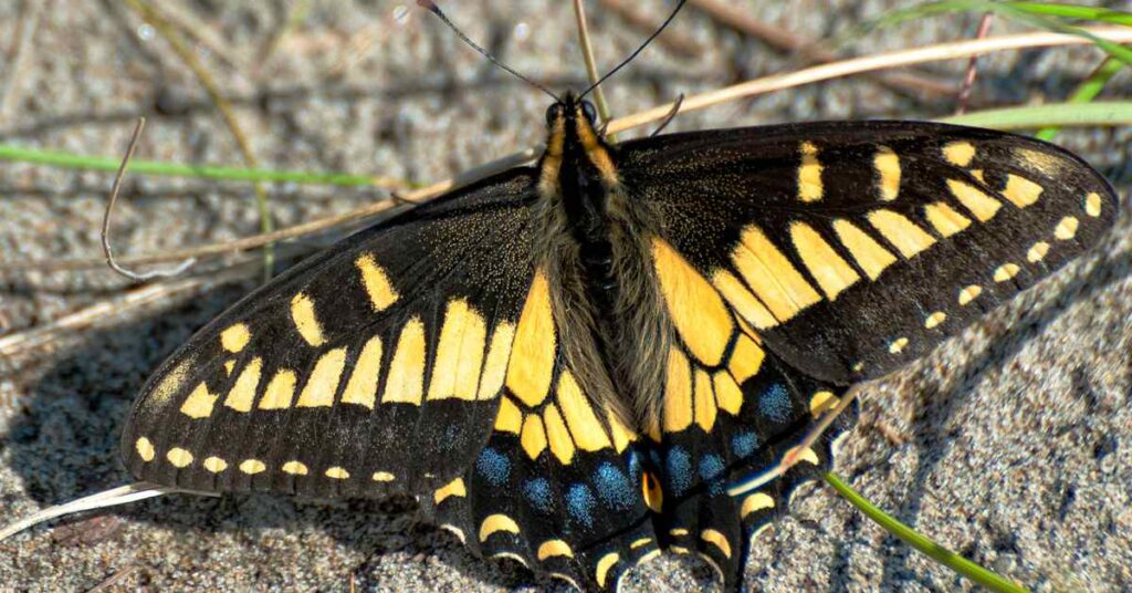 Anise Swallowtail  butterfly