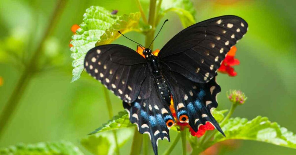 Black Swallowtail  Butterfly