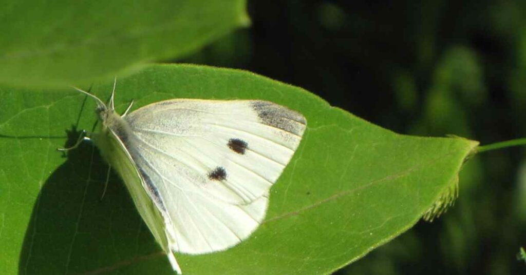 Cabbage White  butterfly