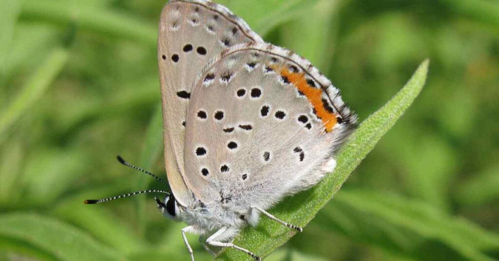 Gray Copper Butterfly