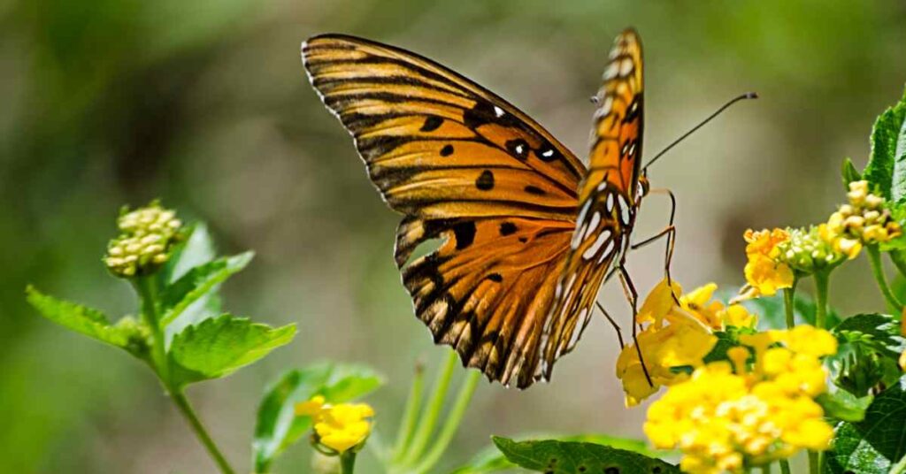 22 Common Black And Orange Butterflies