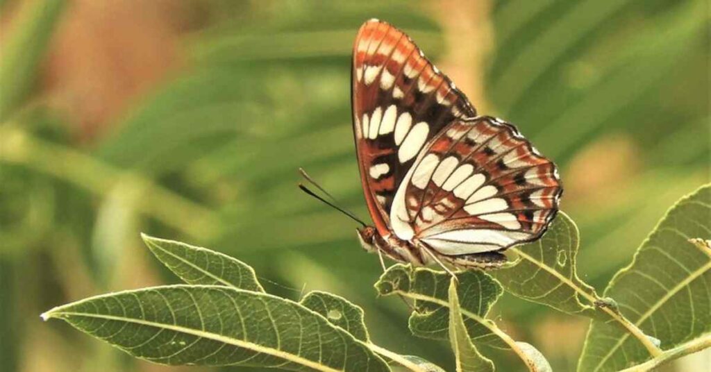 Lorquin's Admiral butterfly 