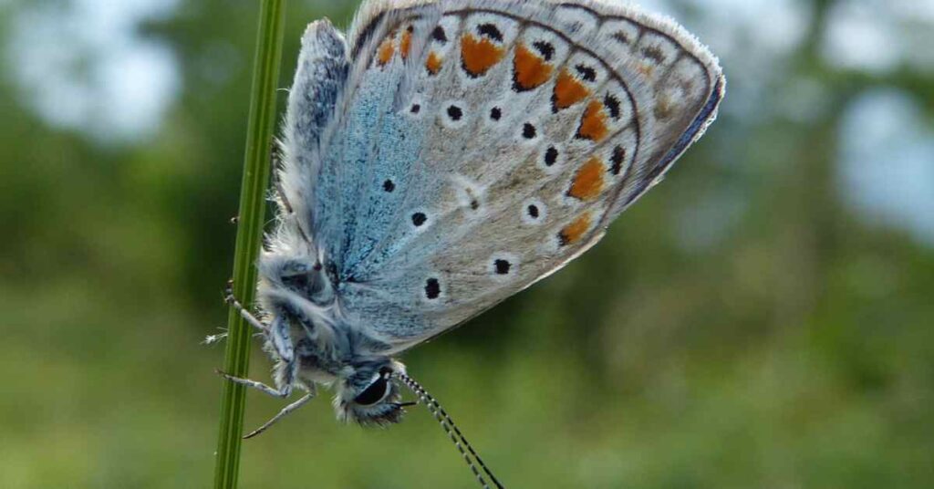 Melissa Blue butterfly/
