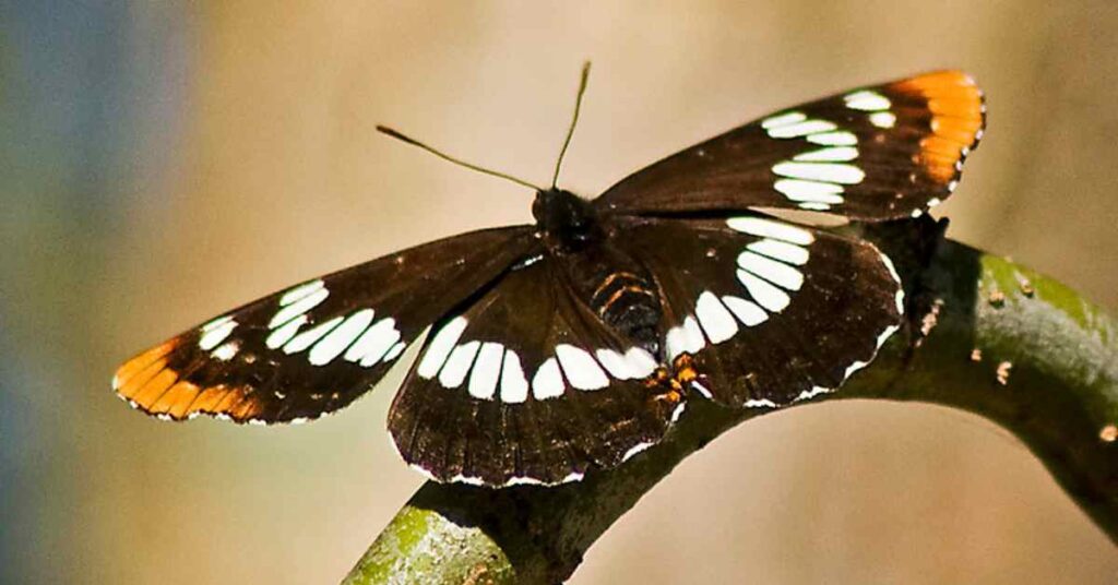 16 Most Common Pacific Northwest Butterflies