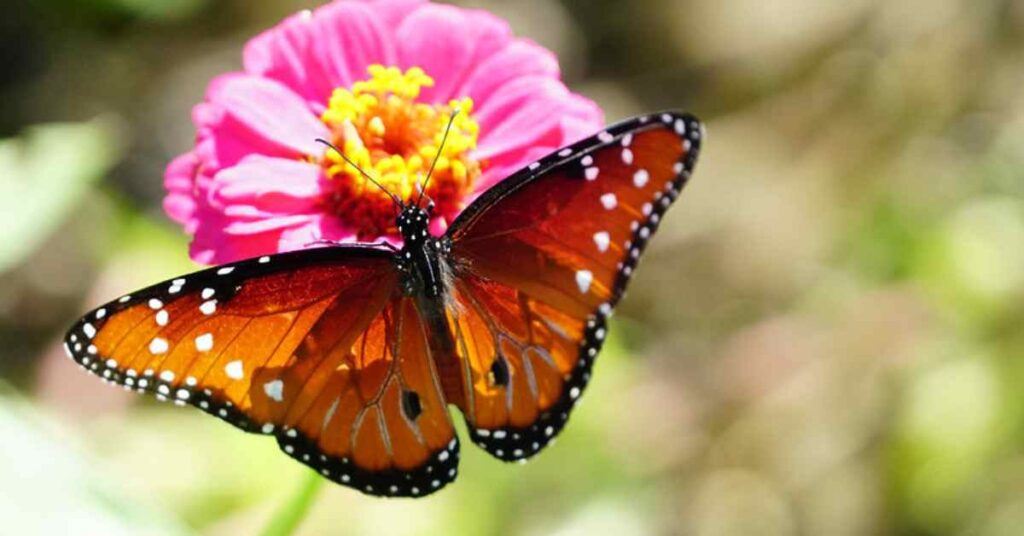 Queen butterfly 