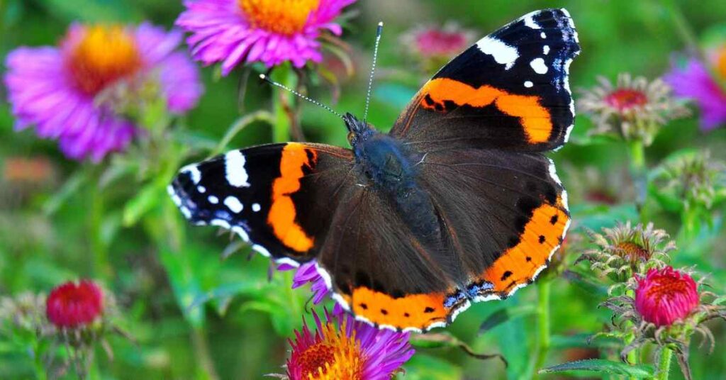 Red Admiral 
