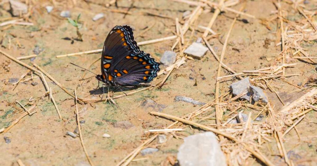 Red-spotted Purple