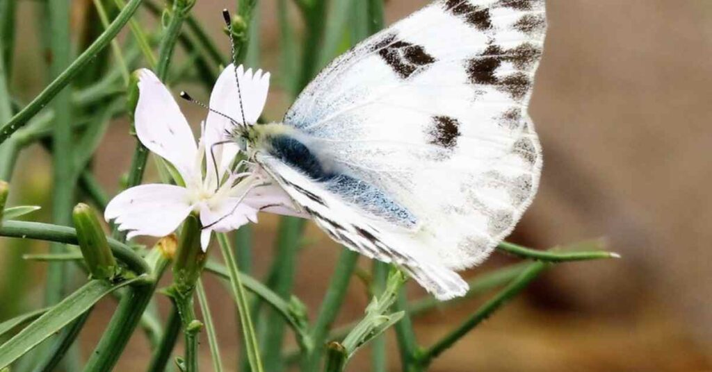 Western White butterfly 