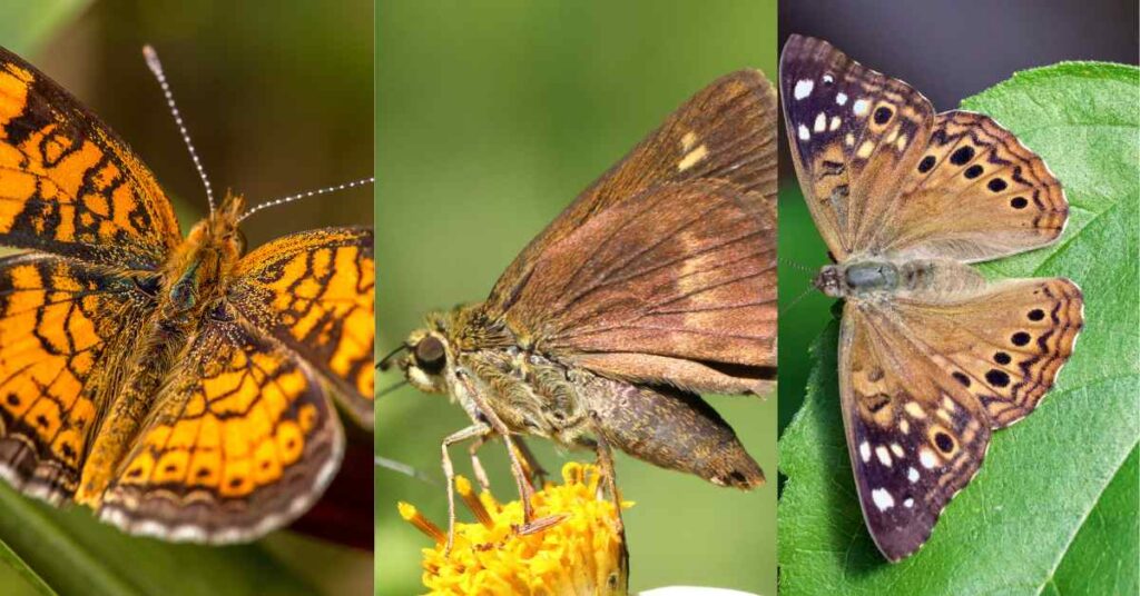 22 Most Common Butterflies in New Mexico