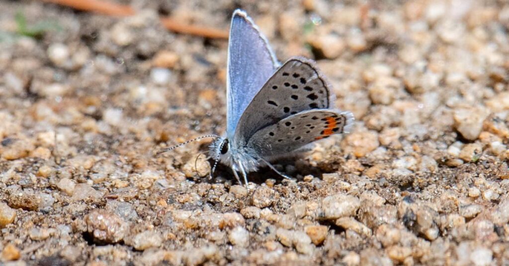 Acmon Blue Butterfly