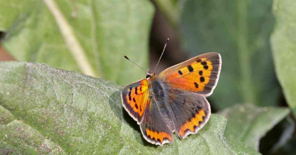 American Copper butterfly