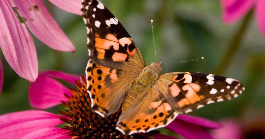 American Lady Butterfly