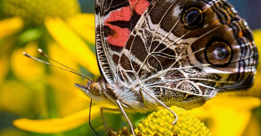 American Lady butterfly,