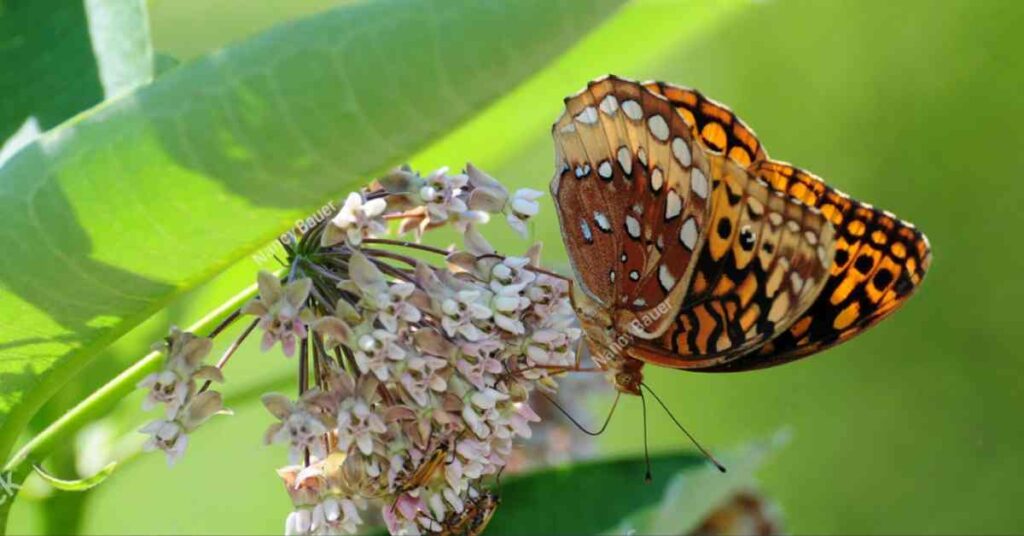 Aphrodite Fritillary Butterfly