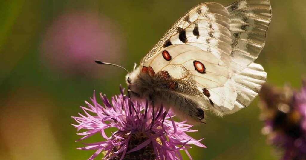 Apollo Butterfly 