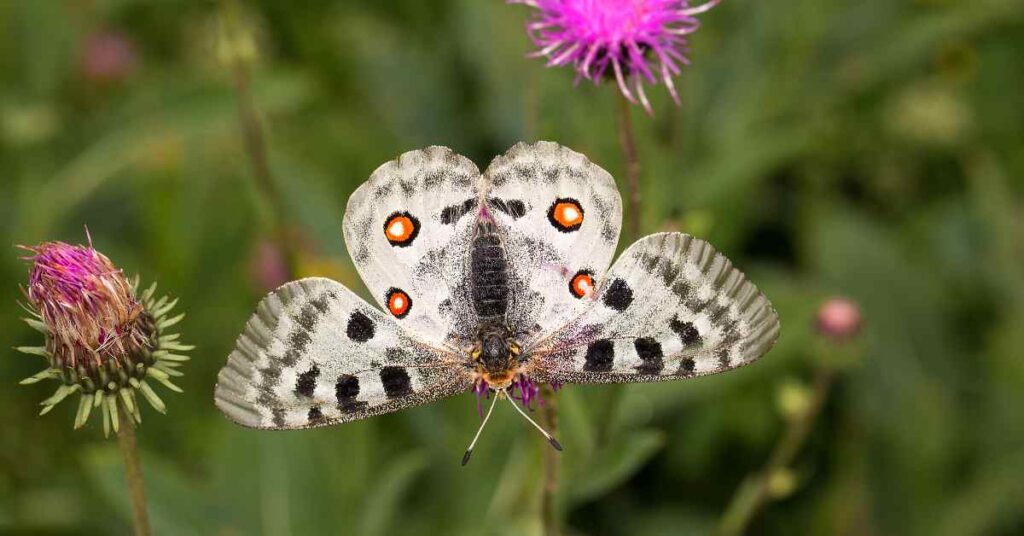 Apollo Butterfly