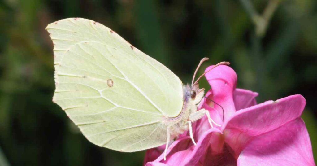 Brimstone Butterfly