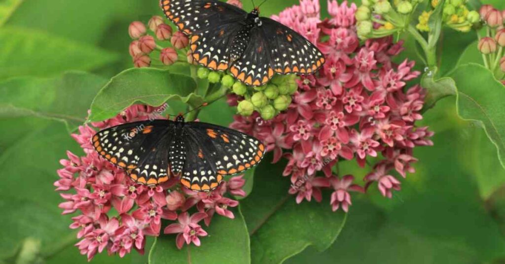 Tennessee Butterflies