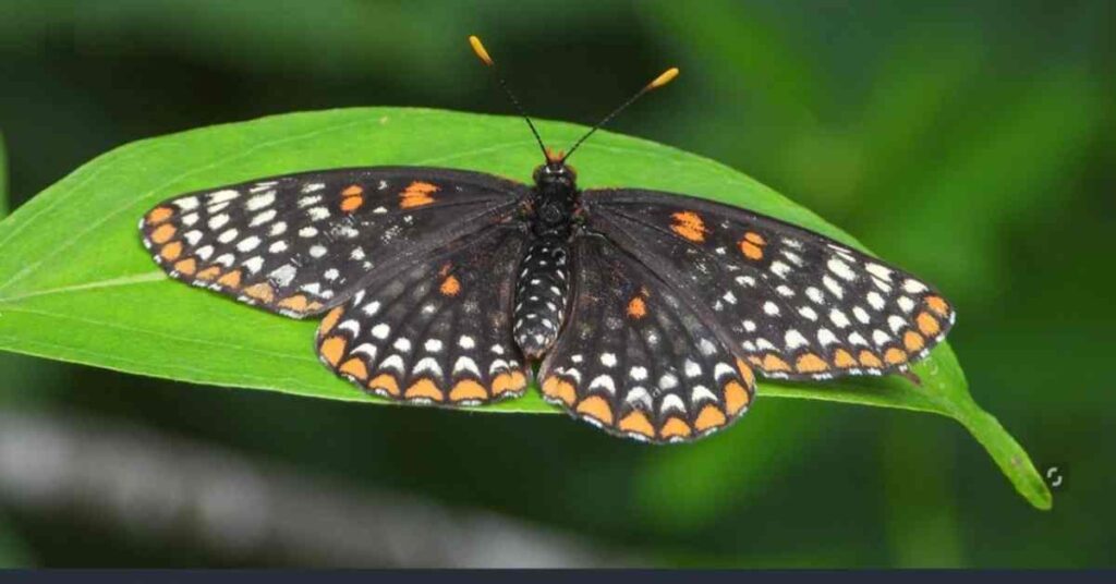 Tennessee Butterflies